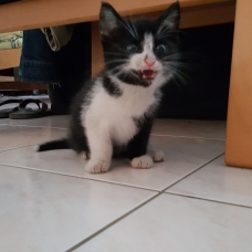 Image pour l'annonce Donne chatons de moins de 2 mois