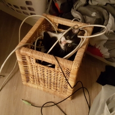 Image pour l'annonce Donne chatons de moins de 2 mois