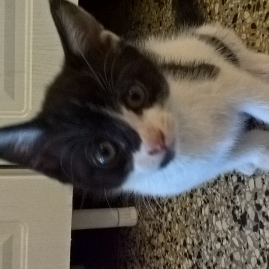 Image pour l'annonce Donne Chatons