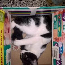 Image pour l'annonce Donne Chatons