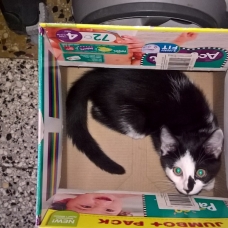 Image pour l'annonce Donne Chatons