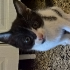 Image pour l'annonce Donne Chatons