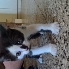Image pour l'annonce Donne Chatons