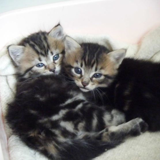 Image pour l'annonce donne chatons