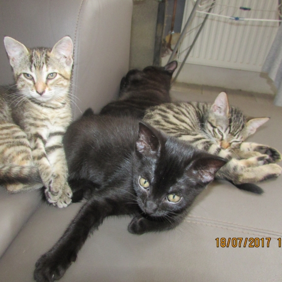 Image pour l'annonce donne trois jolies chatons