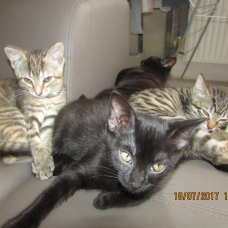 Image pour l'annonce donne trois jolies chatons