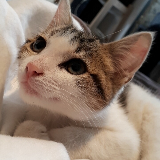 Image pour l'annonce Donne Chaton femelle