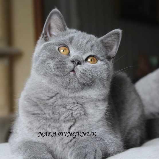 Image pour l'annonce chatons british shorthair LOOF