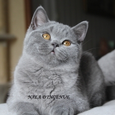 Image pour l'annonce chatons british shorthair LOOF