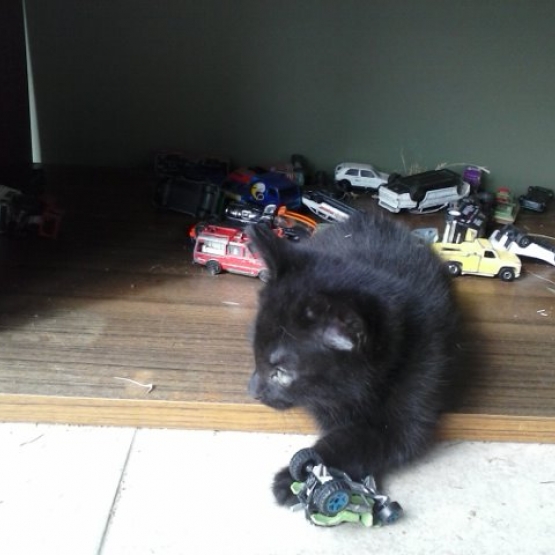 Image pour l'annonce donne chatons