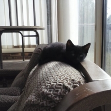 Image pour l'annonce donne chatons