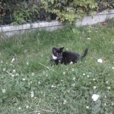 Image pour l'annonce donne chatons
