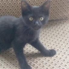 Image pour l'annonce donne chatons