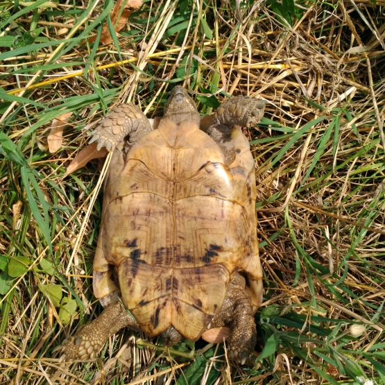 Image pour l'annonce Tortues grecques mâles