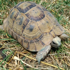 Image pour l'annonce Tortues grecques mâles