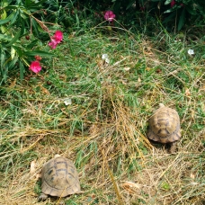 Image pour l'annonce Tortues grecques mâles