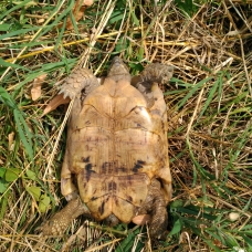 Image pour l'annonce Tortues grecques mâles