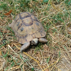 Image pour l'annonce Tortues grecques mâles