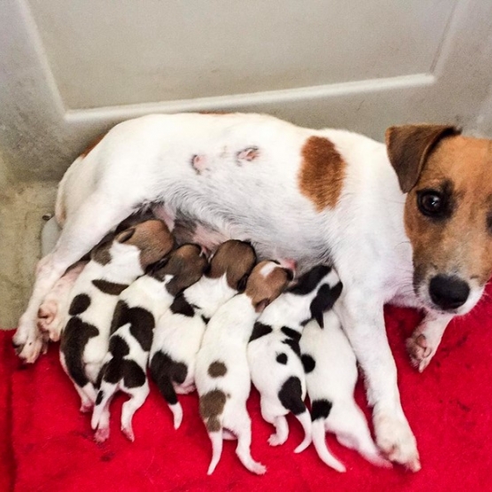 Image pour l'annonce Vends Portée de 6 bébés type  Jack Russell  Non Lof