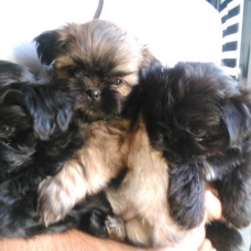 Image pour l'annonce Vends chiots SHIH TZU