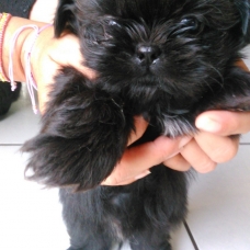 Image pour l'annonce Vends chiots SHIH TZU