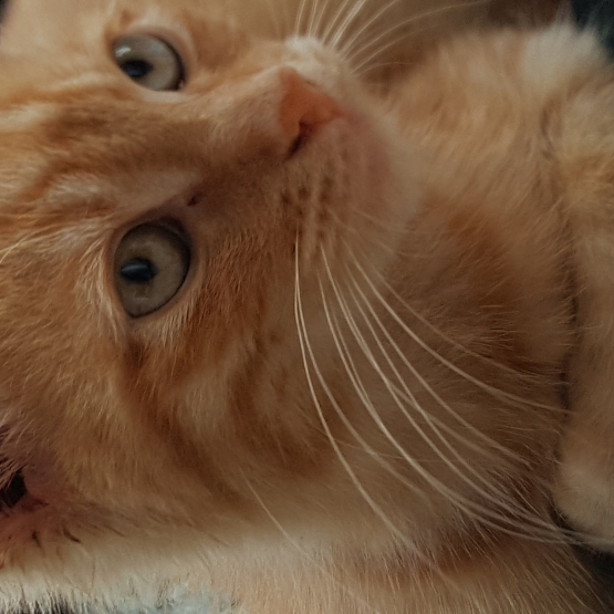 Image pour l'annonce Don chaton