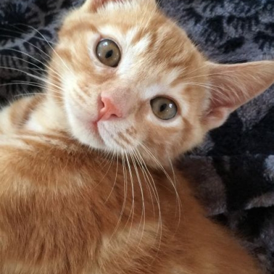 Image pour l'annonce Chaton 1 ans contre bon soins