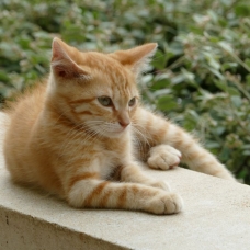 Image pour l'annonce Chaton 1 ans contre bon soins
