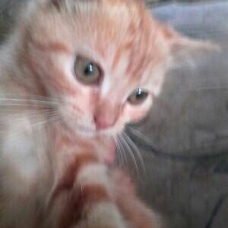 Image pour l'annonce Chaton 1 ans contre bon soins