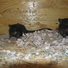 Image pour l'annonce Bébés gerbilles