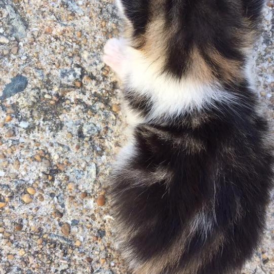 Image pour l'annonce Chaton tricolore