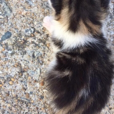 Image pour l'annonce Chaton tricolore
