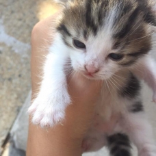Image pour l'annonce Chaton tricolore