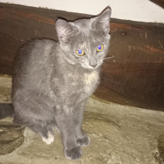 Image pour l'annonce Donne quatres chatons Sable, Sable/roux et Ecaille de tortue