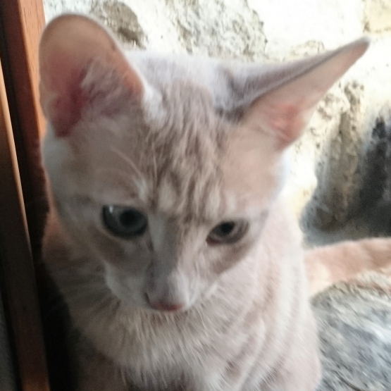 Image pour l'annonce Donne quatres chatons Sable, Sable/roux et Ecaille de tortue