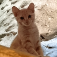 Image pour l'annonce Donne quatres chatons Sable, Sable/roux et Ecaille de tortue