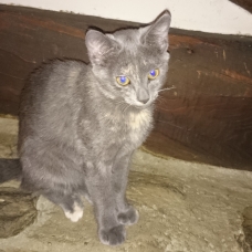 Image pour l'annonce Donne quatres chatons Sable, Sable/roux et Ecaille de tortue