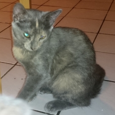 Image pour l'annonce Donne quatres chatons Sable, Sable/roux et Ecaille de tortue