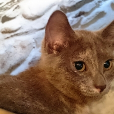 Image pour l'annonce Donne quatres chatons Sable, Sable/roux et Ecaille de tortue