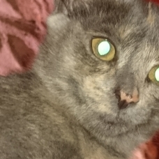Image pour l'annonce Donne quatres chatons Sable, Sable/roux et Ecaille de tortue