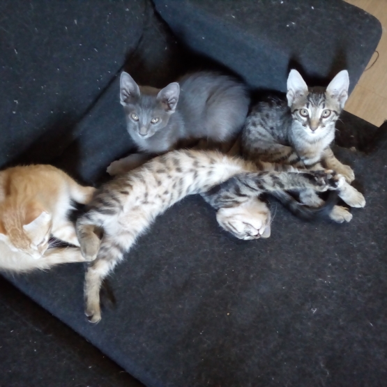 Image pour l'annonce 5 chatons