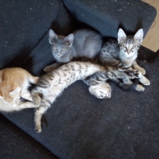 Image pour l'annonce 5 chatons