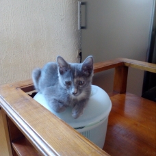 Image pour l'annonce 5 chatons
