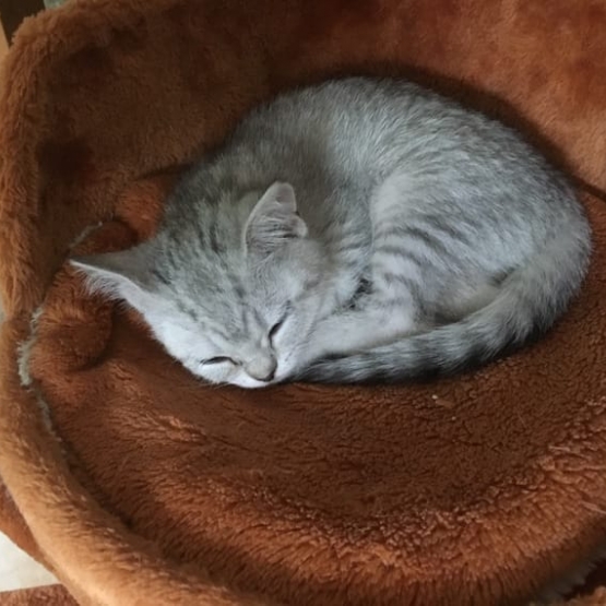 Image pour l'annonce Chatons cherchent famille d'accueil