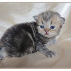 Image pour l'annonce Chatons persan mâles golden et blue golden Loof