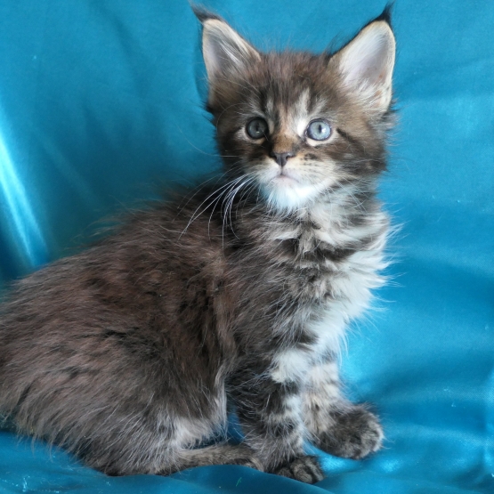 Image pour l'annonce Chatons maine coon diverses couleurs Loof
