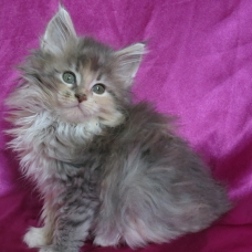 Image pour l'annonce Chatons maine coon diverses couleurs Loof