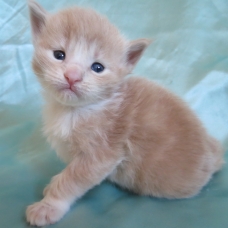 Image pour l'annonce Chatons maine coon diverses couleurs Loof