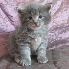 Image pour l'annonce Chatons maine coon diverses couleurs Loof