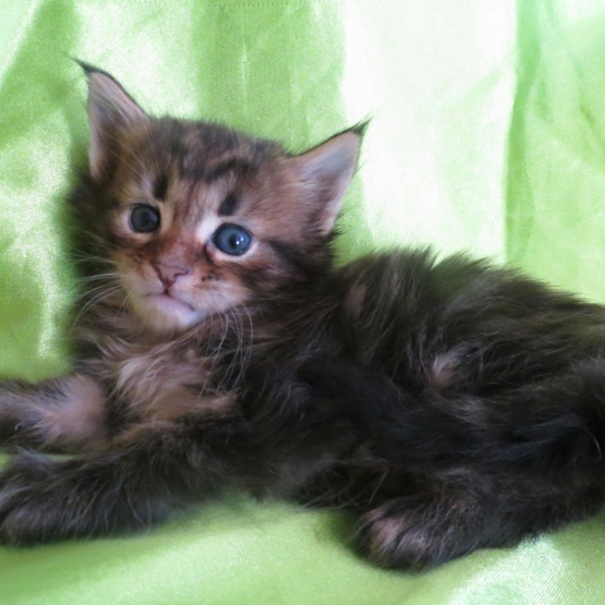 Image pour l'annonce Chatons Maine coon